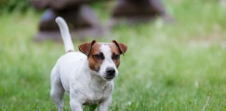 Jack Russel Terrier