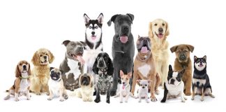 races de chien