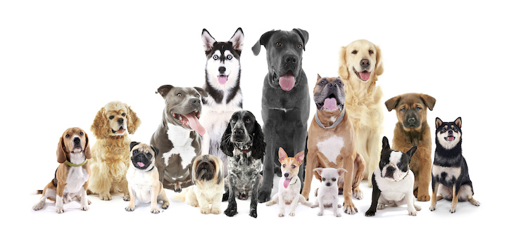 races de chien