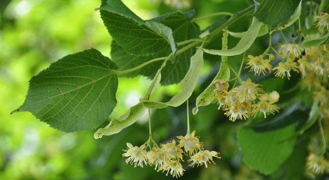 Tilleul - 5 bienfaits naturels à découvrir - Pratique.ch