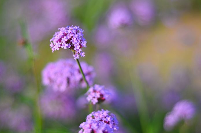 verveine verveine verbena officinalis