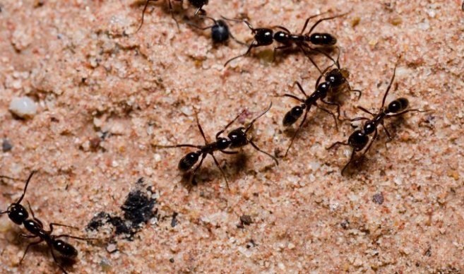 Répulsifs à fourmi