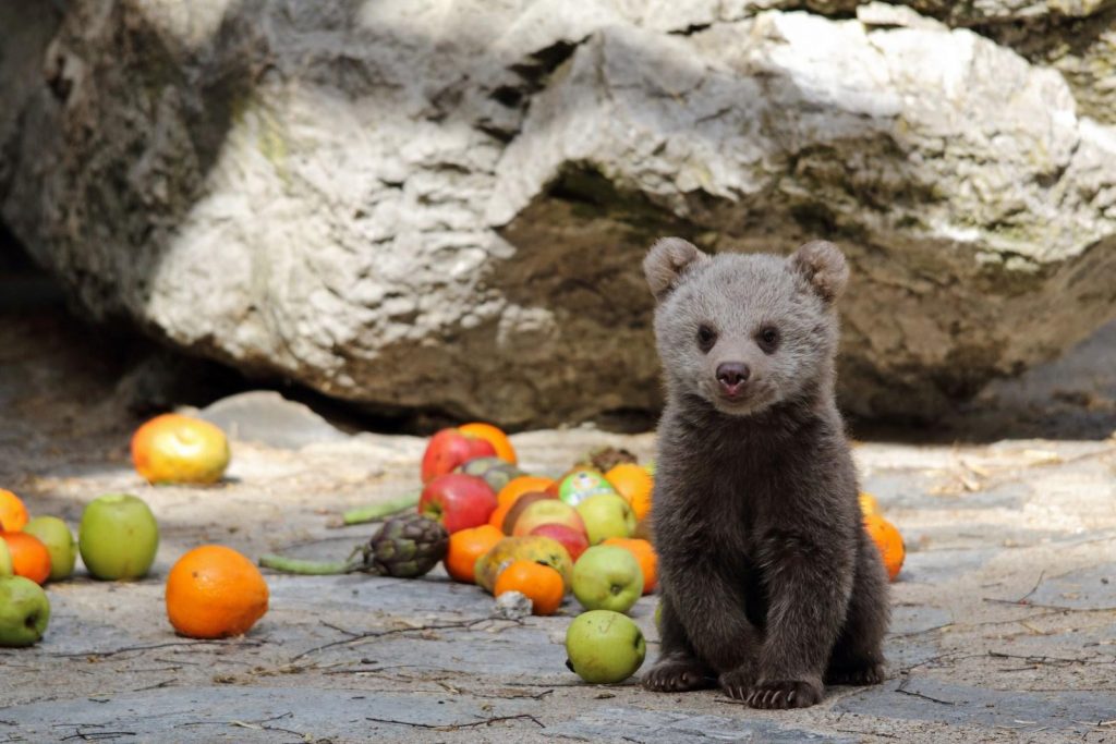 ourson zoo de servion