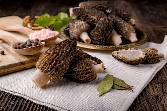 sauce aux morilles sauce aux morilles