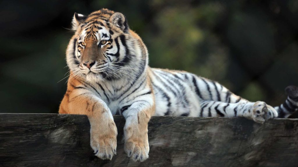 meilleurs zoos de suisse