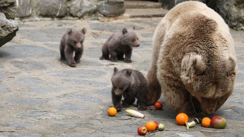 naissances 3 oursons au zoo de servion