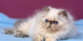 chat Persan