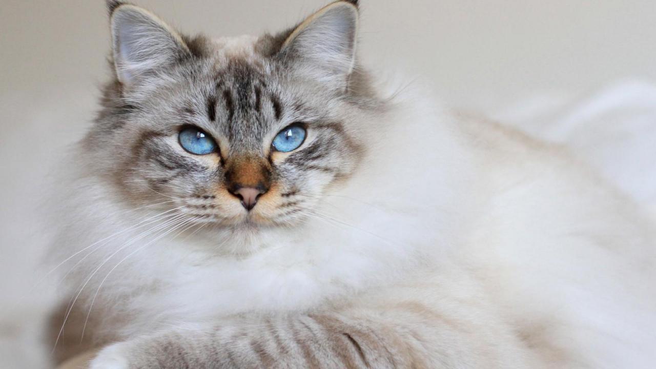 sacre de birmanie