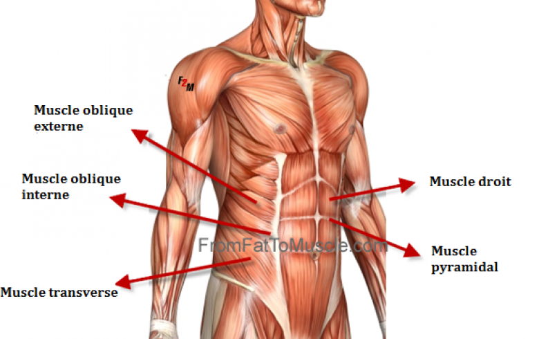 muscles abdominaux