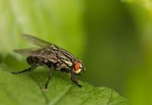 chasser les mouches dans les plantes
