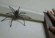 éloigner les araignées de la maison