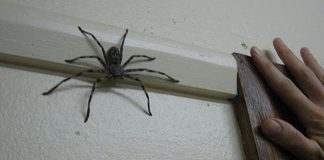 éloigner les araignées de la maison