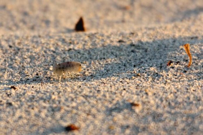 puce-de-sable Puces de sable