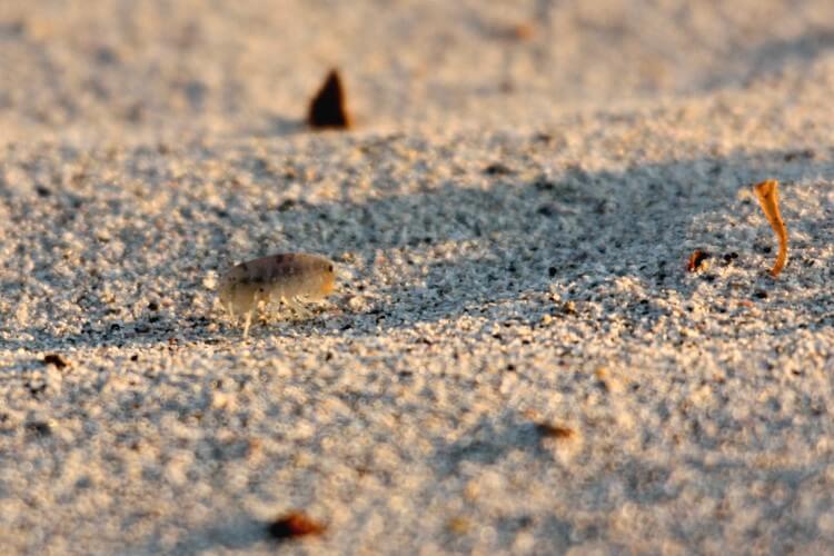puce-de-sable-pratique-ch