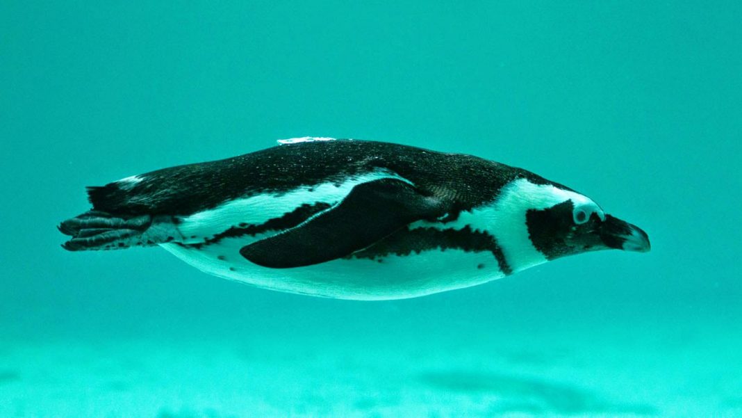 concours Tropiquarium de Servion