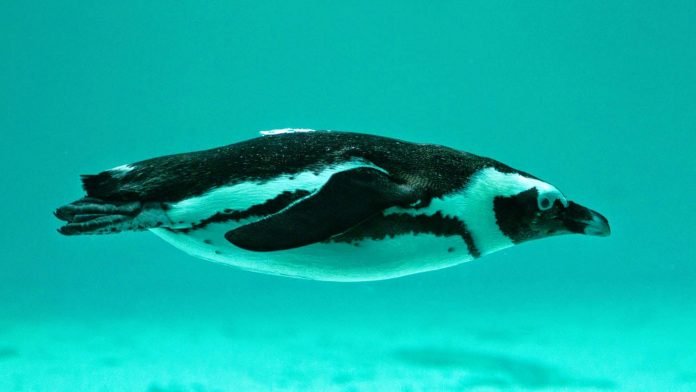 concours-tropiquarium concours Tropiquarium de Servion