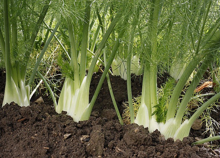 Le fenouil : un légumes aux vertus cachées - Pratique.ch