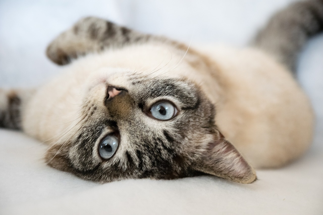 Les 10 Races De Chats Preferees En Suisse Pratique Ch Les 10 Races De Chats Preferees En Suisse Pratique Ch