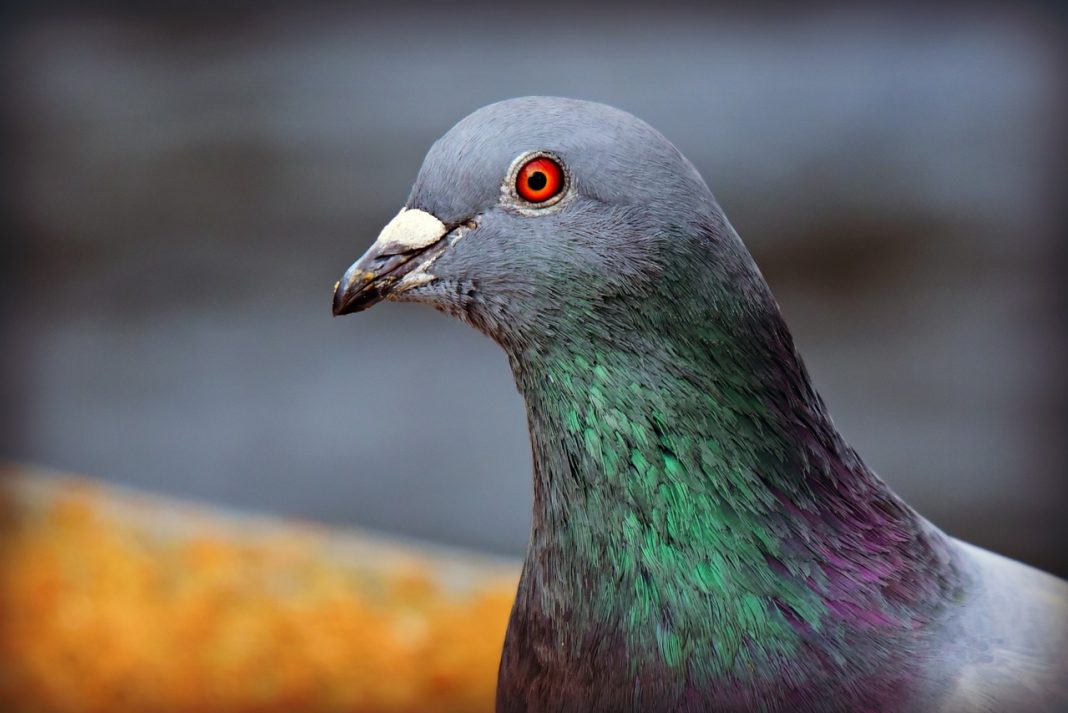 démarrer un élevage de pigeons