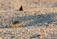 puces de sable