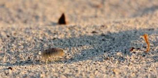 puces de sable