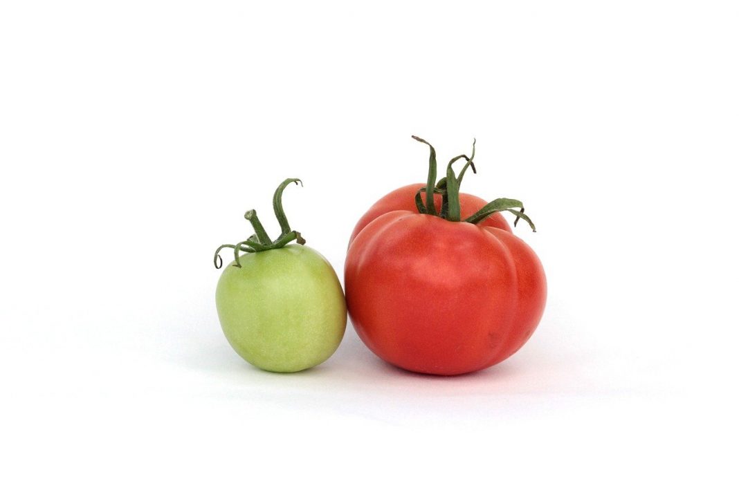 faire mûrir vos tomates