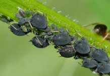 astuces contre les pucerons