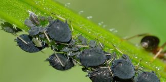 astuces contre les pucerons