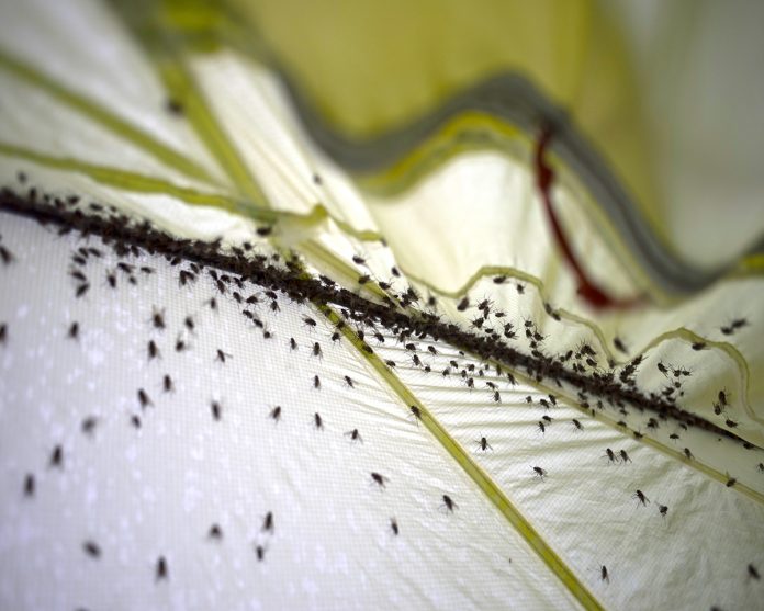 Comment enlever les moucherons dans vos canalisations ? Pratique.ch