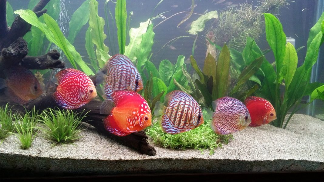 nettoyer efficacement un aquarium