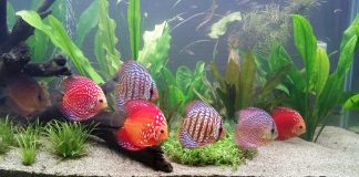nettoyer efficacement un aquarium