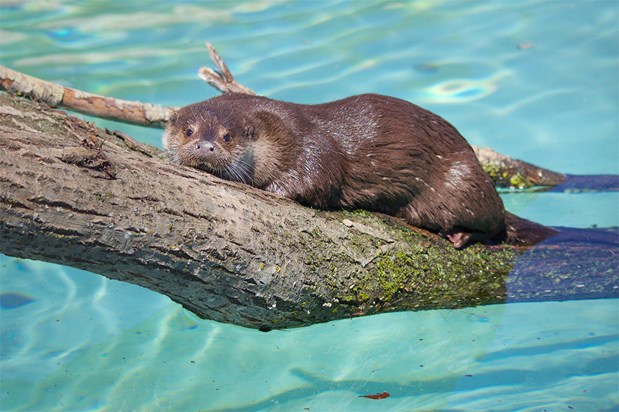 parc animalier zoo la Garenne