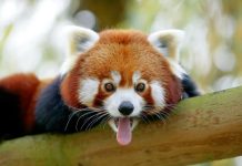 meilleurs zoos de Suisse Romande