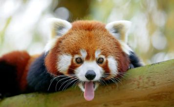 meilleurs zoos de Suisse Romande